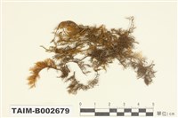 藏品(羽苔屬)的圖片